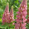 Lupin, Pink