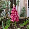 Lupin, Red