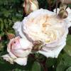 Rose 'Baie des Anges'