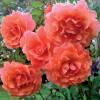 Rose 'Alibaba'