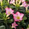 Desert Rose, Pink Flowers