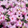 Desert Rose, Pink Flowers