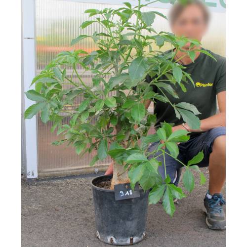 Baobab buy Baobab / Adansonia digitata