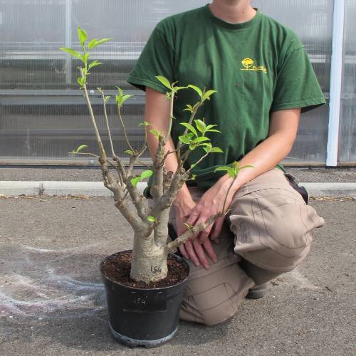 Baobab : buy Baobab / Adansonia digitata Baobab : buy Baobab / Adansonia digitata