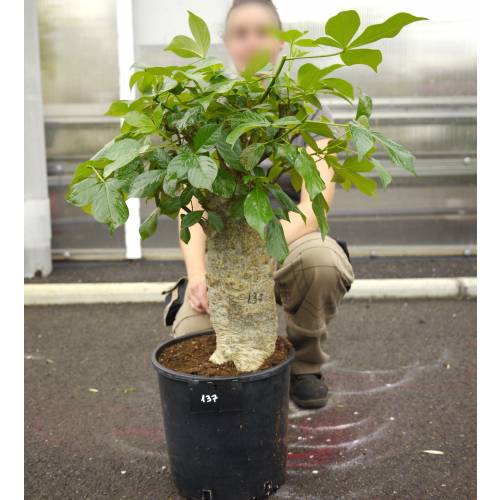 Baobab buy Baobab / Adansonia digitata