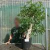 Baobab Specimen