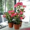 Desert Rose, Red Flowers