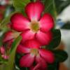 Desert Rose, Red Flowers