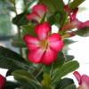 Desert Rose, Red Flowers