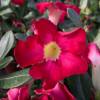 Desert Rose, Red Flowers