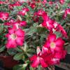 Desert Rose, Red Flowers