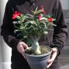 Desert Rose, Red Flowers