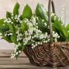 Lily of the valley, White