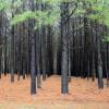 Pine, loblolly