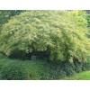 Maple, Japanese 'Dissectum viridis'