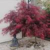 Maple, Japanese 'Dissectum garnet'