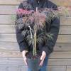 Maple, Japanese 'Dissectum garnet'