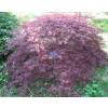 Maple, Japanese 'Ornatum'