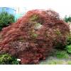Maple, Japanese 'Ornatum'
