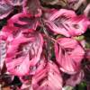 Beech, Tricolor