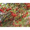 Chokeberry, red 'Brilliant'