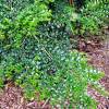 Azara microphylla