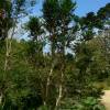 Azara microphylla