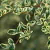 Azara microphylla Argenteovariegata