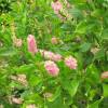Summersweet Pink Spire