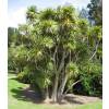 Cordyline