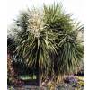 Cordyline