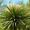 Cordyline