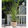 Cordyline