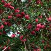 Lantern tree