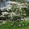 White flowering American dogwood