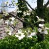 White flowering American dogwood