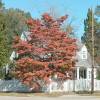 White flowering American dogwood