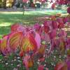 White flowering American dogwood