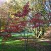 White flowering American dogwood