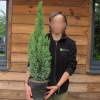 Cypress, Lawson 'Ellwoodii'