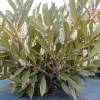Laurel, 'Otto luyken'