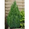 Cypress, Lawson 'Ellwood's Gold'