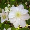 Clematis 'Mme Lecoultre'