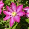 Clematis 'Pink Champagne'