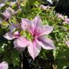 Clematis 'Pink Fantasy'