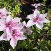 Clematis 'Pink Fantasy'