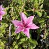 Clematis 'Pink Fantasy'