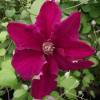 Clematis 'Ernest Markham'