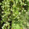 Loropetalum