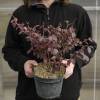 Loropetalum